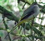 Photo of grey wagtail