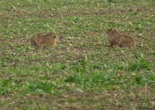 Photo of two hares