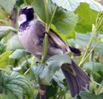 Photo of housesparrow