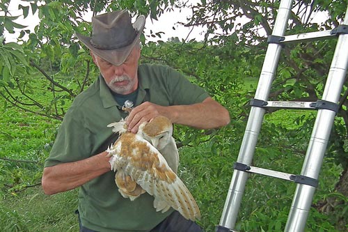 Howard holding Barn Owls