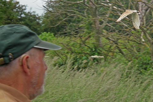 Howard watching 2 barn owl flying off