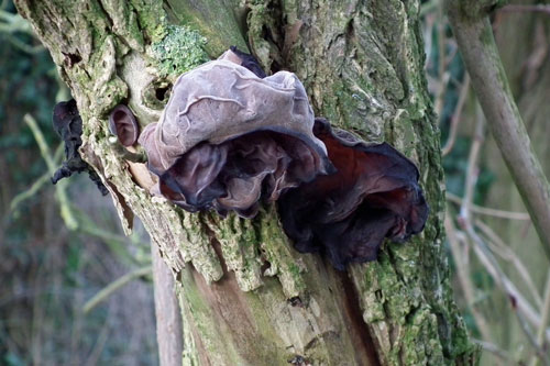 Photo of two Jew's ear fungus