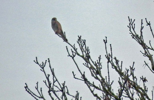 Kestrel