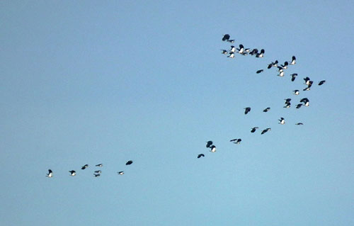 Lapwings