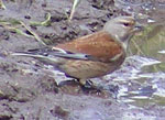 Photo of linnet
