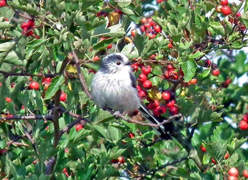 Long-tailed Tit