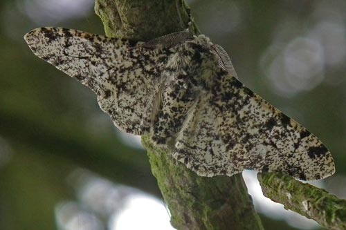 Peppered Moth