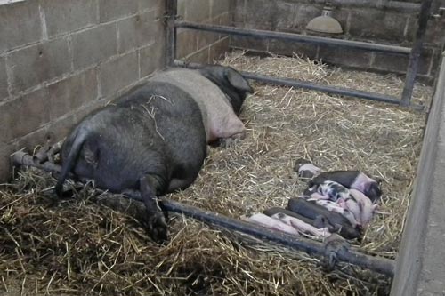 Sow and litter