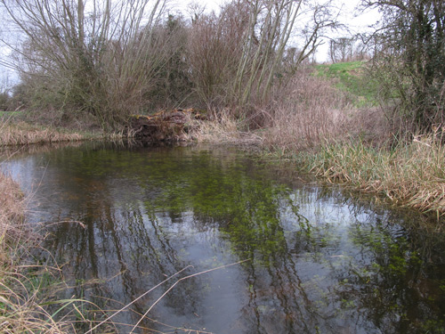Willow pond