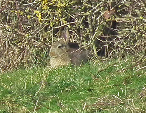 rabbit