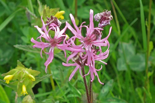 ragged robin