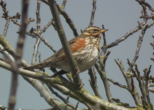 redwing