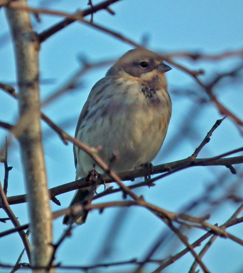 Photo of Reed Bunting