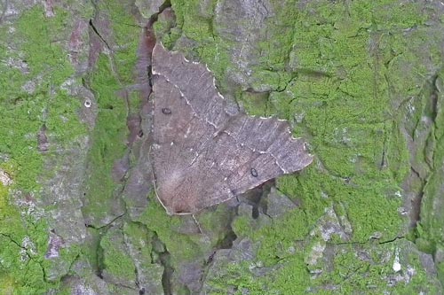 Scalloped Hazel