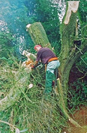 Simon Meadows pollarding a willow