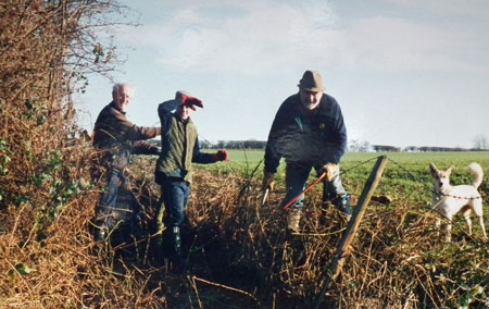 Clearing the southern hedge