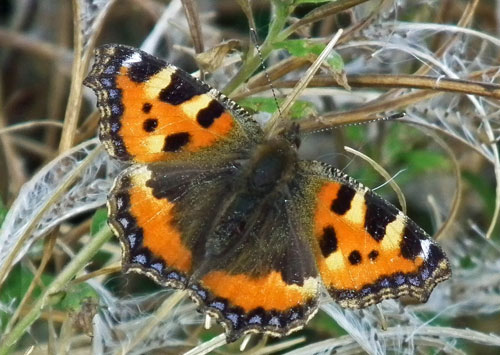 Small Tortoiseshell