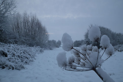 hogweed covered with snow