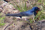 Photo of swallow