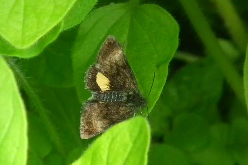 Small Yellow Underwing