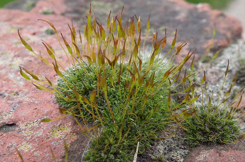 Wall Screw Moss - Tortula muralis