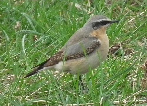 wheatear