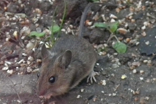 Wood Mouse