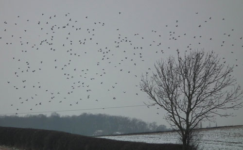 Photo of Woodpigeon