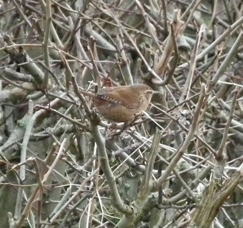 Photo of Wren