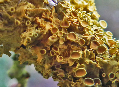 A lichen - Xanthorina parietina