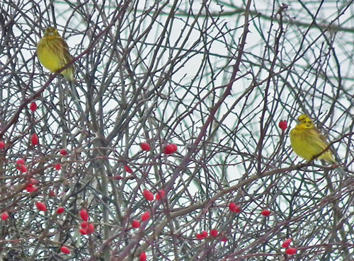 Photo of two Yellowhammers