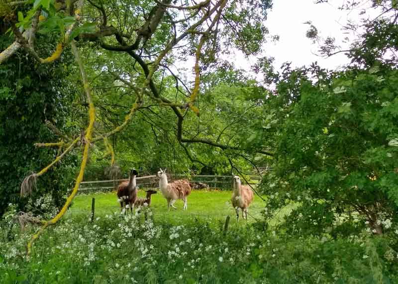 View of Llamas in Normanton