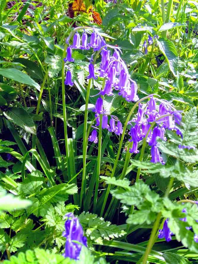 View of Bluebells