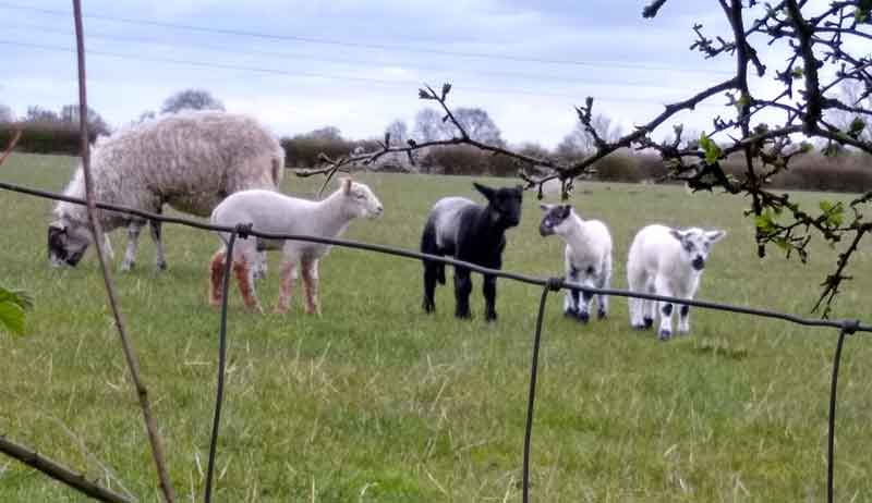 View of young lambs